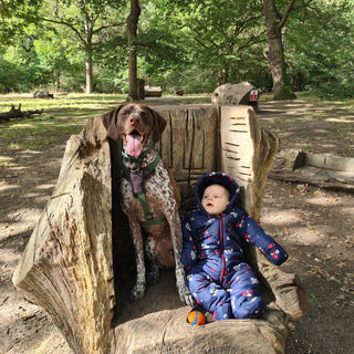 Raising a Toddler and a German Shorthaired Pointer