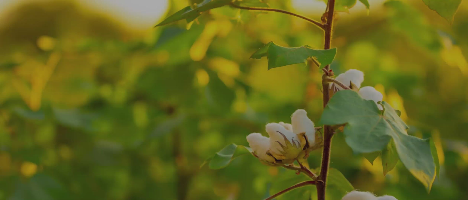 Cotton field close up image with sustainability GIF overlay 